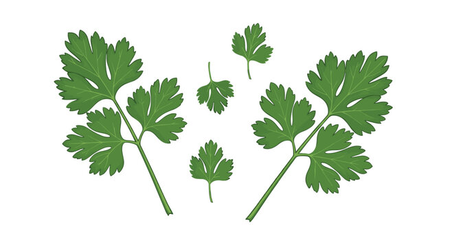 Fresh green parsley sprigs and individual leaves isolated on white background for herb and culinary seasoning design.