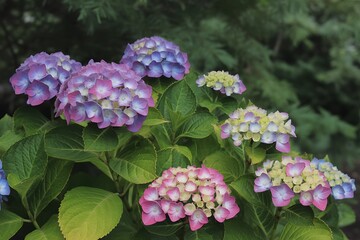 Fototapeta premium Vibrant hydrangeas blooming in lush green garden