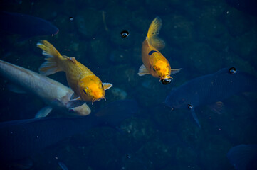 Koi fish or carp fish swimming in a pond. Close-up of group of colorful Koi fish swimming in the pond of a garden. Zen Garden. Animal or pets concept.