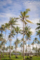 Naklejka premium Serene Tropical Palm Tree Grove Under a Bright Cloudy Sky Landscape