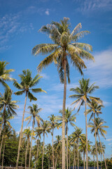 Naklejka premium Tropical Eye Level Coconut Palm Tree Plantation Under Bright Sky Scenery