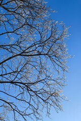 Frozen tree branches against a blue sky. Frosty winter landscape. Abstract natural background. Walking in the forest on a frosty day. Natural background. Tree branches. Looking up at the sky. Ice.Wood