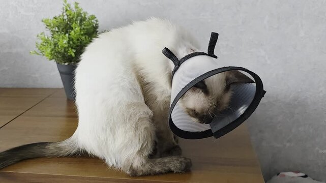 A cat with sarcoptic mange mites experiences intense itching and scratching.
Atopic dermatitis, allergies, and skin problems in cats