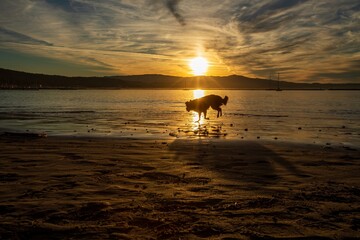 Dog,Sunrise, Half Moon Bay, California, Pacific, Northwest,  © Yuriko David