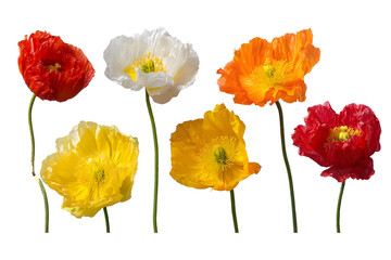 Obraz premium Set of alpine poppy flowers isolated on white background