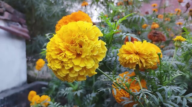 Macro Shot Of Orange Marigold Flower