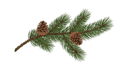 Illustration of a pine branch with two pinecones on a white background in a simple, detailed style.