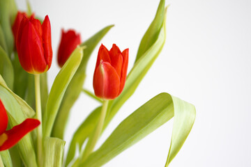Naklejka premium Close-up of a red tulip with green leaves on a white background, photographed with shallow depth of field. Minimalist floral image expressing spring freshness, elegance, and natural beauty.