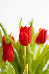 Fototapeta premium Close-up of a red tulip with green leaves on a white background, photographed with shallow depth of field. Minimalist floral image expressing spring freshness, elegance, and natural beauty.