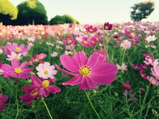 Obraz premium Close-Up of Pink Cosmos Flowers in a Coastal Meadow at Golden Hour