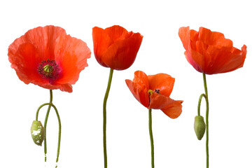 Obraz premium Set of poppy flowers isolated on white background