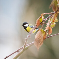 Fototapeta premium A great tit (Parus major) perched