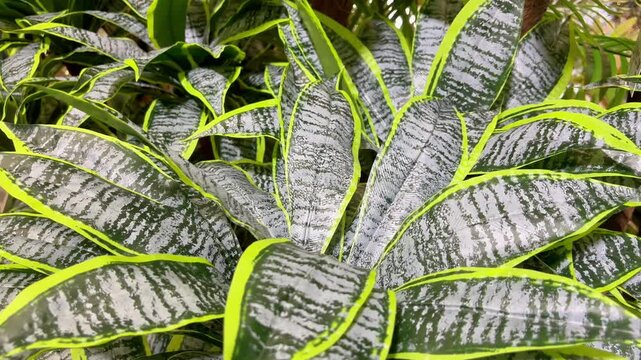 Sansevieria or lidah mertua or snake plant 4k