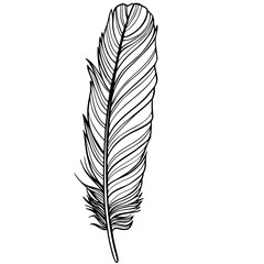 outline realistic feather