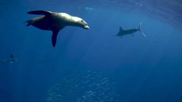 The fastest fish are hunting the sardines. A Kajikia audax is hunting Sardinops sagax caerulea together with sea lions. A fish with a sword on its head in the Pacific Ocean.