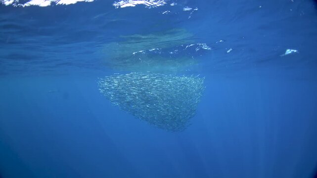 The wahoo are hunting small sardines. one of the fastest fish in the ocean and hunts in schools of sardines. An Acanthocybium solandri near the Mexican coast.