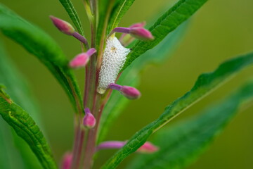 Schaumnester einer Zikade