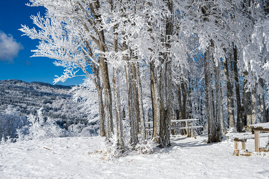 Winter landscape: large snow-covered tree - Parma Apennines
