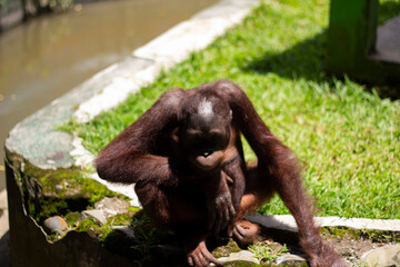 photo of an orangutan sitting © Alfan