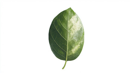 A green leaf exhibits variegation, displaying a unique pattern of white and light green areas, beautifully isolated against a clean white background for clarity.