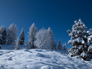 Fototapeta premium Snow in the forest landscape in Winter. Snow-covered trees in the mountains with blue sky
