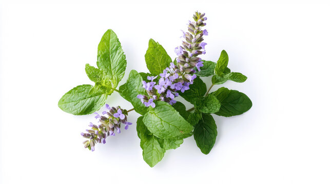 Freshly picked spearmint sprigs adorned with delicate purple flowers are beautifully arranged on a clean white surface, captu the essence of natural beauty.