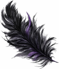 Obraz premium Elegant Ostrich Feather