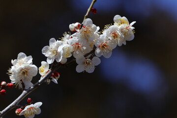 寒さに耐え気品よく咲く