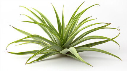 A vibrant air plant showcases its slender, pointed green leaves spreading gracefully against a clean, bright white background, perfect for botanical elegance.