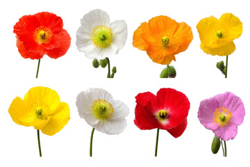 Fototapeta premium Set of Iceland poppy flowers isolated on white background