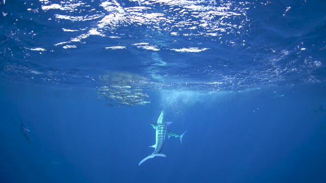 The fastest fish are hunting the sardines. A Kajikia audax is hunting Sardinops sagax caerulea together with sea lions. A fish with a sword on its head in the Pacific Ocean.