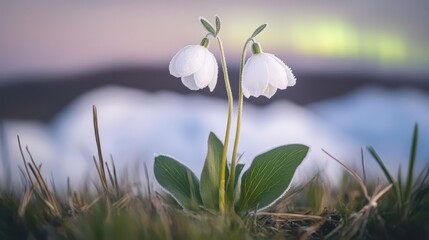 Delicate white snowdrops with frost blooming in soft morning light outdoors
