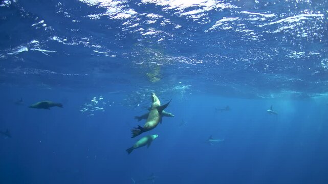 The fastest fish are hunting the sardines. A Kajikia audax is hunting Sardinops sagax caerulea together with sea lions. A fish with a sword on its head in the Pacific Ocean.