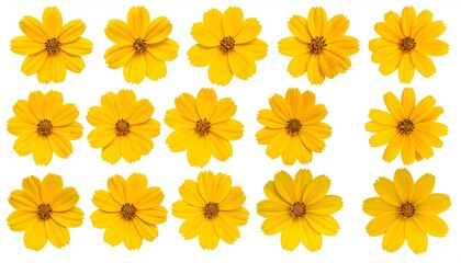 Fifteen bright yellow daisy-like flowers arranged in rows on a clean white background, petals radiating