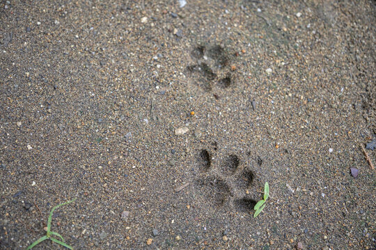 Close-up of animal paw prints clearly imprinted on sandy soil in a natural outdoor setting, ideal for wildlife tracking, nature exploration, and environmental themes.