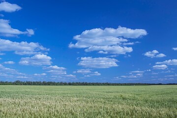 Obraz premium Lush green ears of wheat against a clear blue sky. Green wheat field under a bright blue sky, spring, summer.