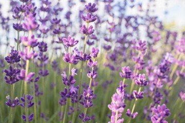 Obraz premium Close-up of blooming lavender flowers in a lavender field, summer, industrial flower cultivation.