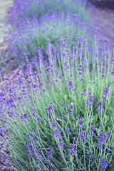Naklejka premium Close-up of blooming lavender flowers in a lavender field, summer, industrial flower cultivation.