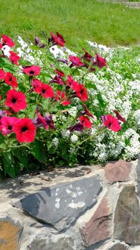 White Alyssum flowers, Sweet Alice Lobularia Maritima, petunias on home garden. Summer hot  day. Courtyard, patio decorated summer flowers. Cottage and vacations, mountain hotel resort