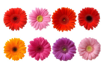 Set of gerbera daisies isolated on white background