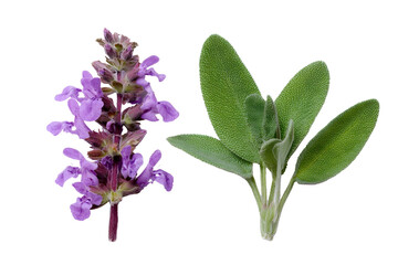 Set of sage flowers isolated on white background