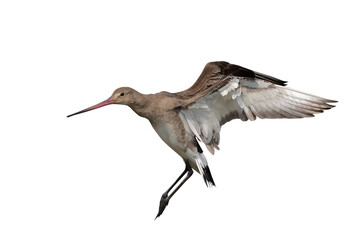 Obraz premium Beautiful flying Black-tailed Godwit isolated on transparent background png file