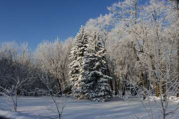 Obraz premium Trees covered in snow on a sunny day.