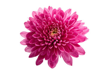 Chrysanthemum flower pink isolated on white background