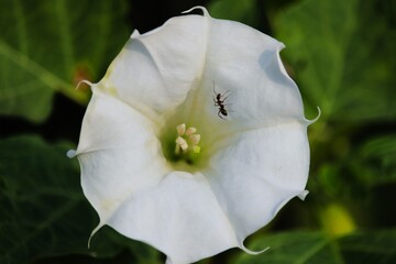 Obraz premium white flower