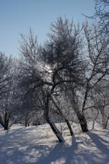 Fototapeta premium Daytime landscape in a sunny winter forest.
