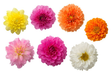 Set of dahlia blooms isolated on white background