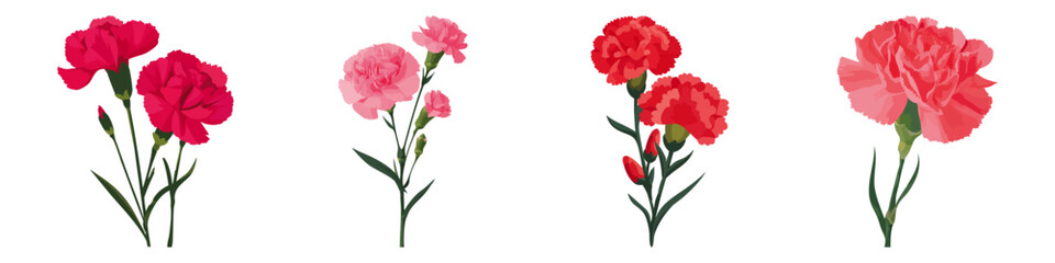 Obraz premium Carnation Bloom Classic and Graceful Floral Flat Vector Illustration on Transparent Background
