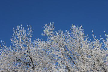 Frozen tree branches against the blue sky.