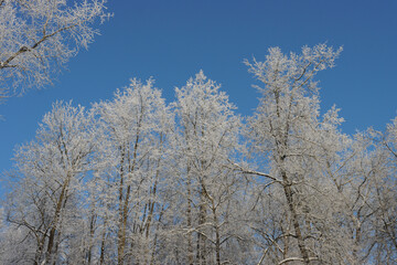 Fototapeta premium Frozen trees against the blue sky.
